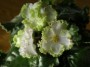 dimetris.ru:цветы:p.hancock:buckeye_irish_lace_2.jpg