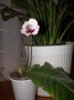 dimetris.ru:цветы:r.david_harley:cape_essence.jpg