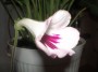 dimetris.ru:цветы:r.david_harley:cape_essence_2.jpg
