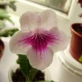 dimetris.ru:цветы:r.dibley:branwen.jpg
