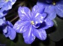 dimetris.ru:цветы:r.wasmund:rainbows_quiet_riot.jpg