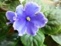 dimetris.ru:цветы:s.sorano:blue_mink.jpg