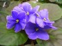 dimetris.ru:цветы:s.sorano:blue_mink_2.jpg