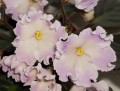 dimetris.ru:цветы:s.sorano:blushing_ivory.jpg