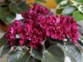 dimetris.ru:цветы:s.sorano:cinnamon_candy_2.jpg