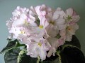 dimetris.ru:цветы:s.sorano:enchanted_april.jpg