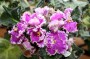 dimetris.ru:цветы:s.sorano:frosted_flames_2.jpg