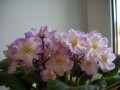 dimetris.ru:цветы:s.sorano:hawaiian_pearl.jpg