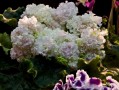 dimetris.ru:цветы:s.sorano:irish_cream_2.jpg