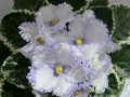 dimetris.ru:цветы:s.sorano:lavender_swirls.jpg