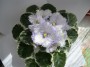 dimetris.ru:цветы:s.sorano:lavender_swirls_2.jpg