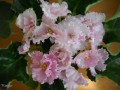 dimetris.ru:цветы:s.sorano:lyons_blushing_bride_2.jpg