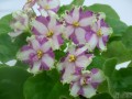 dimetris.ru:цветы:s.sorano:lyons_crown_jewel_2.jpg