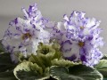 dimetris.ru:цветы:s.sorano:lyons_early_spring.jpg