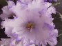 dimetris.ru:цветы:s.sorano:lyons_early_spring_2.jpg