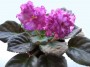 dimetris.ru:цветы:s.sorano:lyons_pirates_treasure-спорт_2.jpg