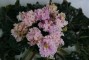 dimetris.ru:цветы:s.sorano:lyons_sashay_2.jpg