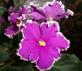 dimetris.ru:цветы:s.sorano:lyons_victorian_valentine.jpg