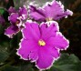 dimetris.ru:цветы:s.sorano:lyons_victorian_valentine.jpg