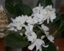 dimetris.ru:цветы:s.sorano:mothers_devotion_2.jpg