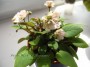 dimetris.ru:цветы:s.sorano:pink_mint.jpg