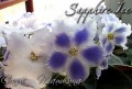 dimetris.ru:цветы:s.sorano:sapphire_ice.jpg
