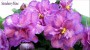 dimetris.ru:цветы:s.sorano:strawberry_wave_2.jpg
