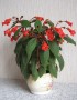 gesneriaceae:koleria-5681.jpg