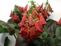 gesneriaceae:moane.jpg