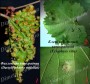 insecta-vreditel:dactylosphaera-vitifoliae--eriophyes-vitis.jpg