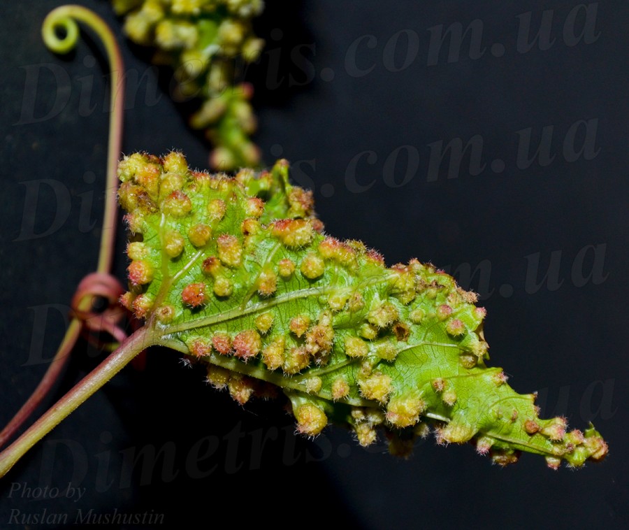 Филлоксера виноградная Dactylosphaera vitifoliae