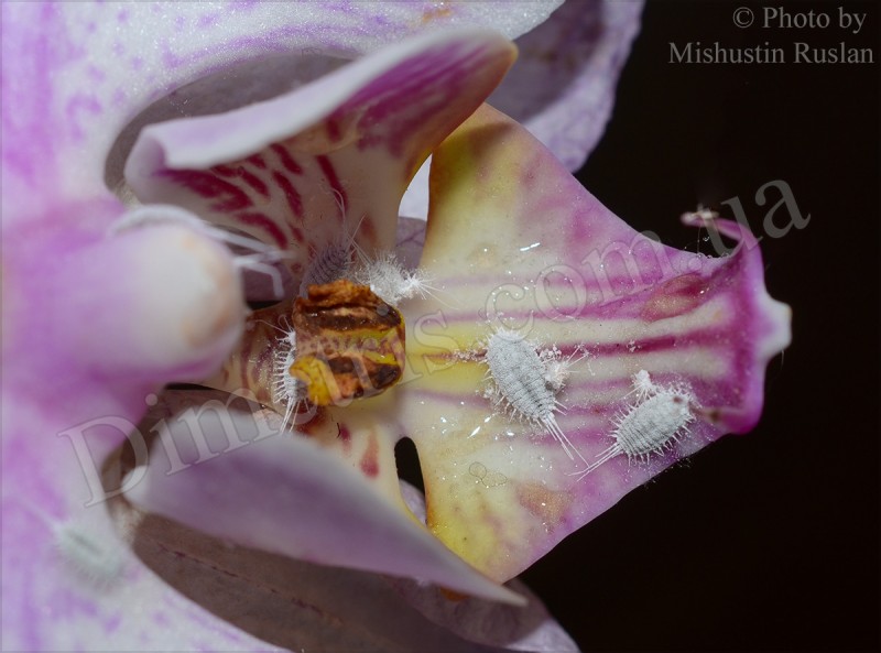 Мучнистый червец (Pseudococcidae)