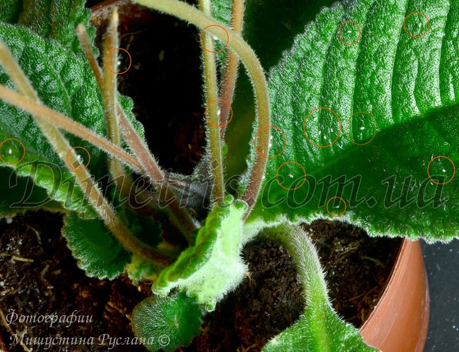 Корневой червец Rhizoecus sp