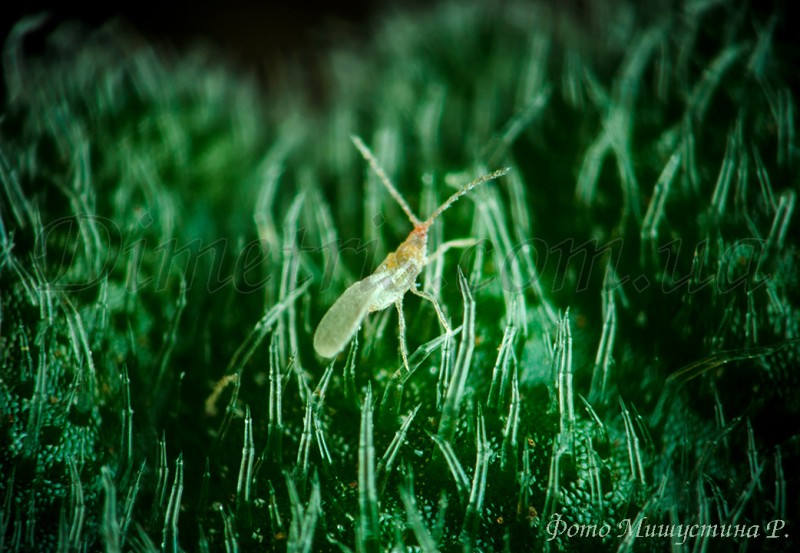 Корневой червец Rhizoecus sp