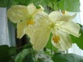 komnatnie_rasteniya_listvennie:abutilon.jpg