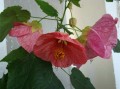 komnatnie_rasteniya_listvennie:abutilon1.jpg