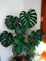 komnatnie_rasteniya_listvennie:monstera.jpg