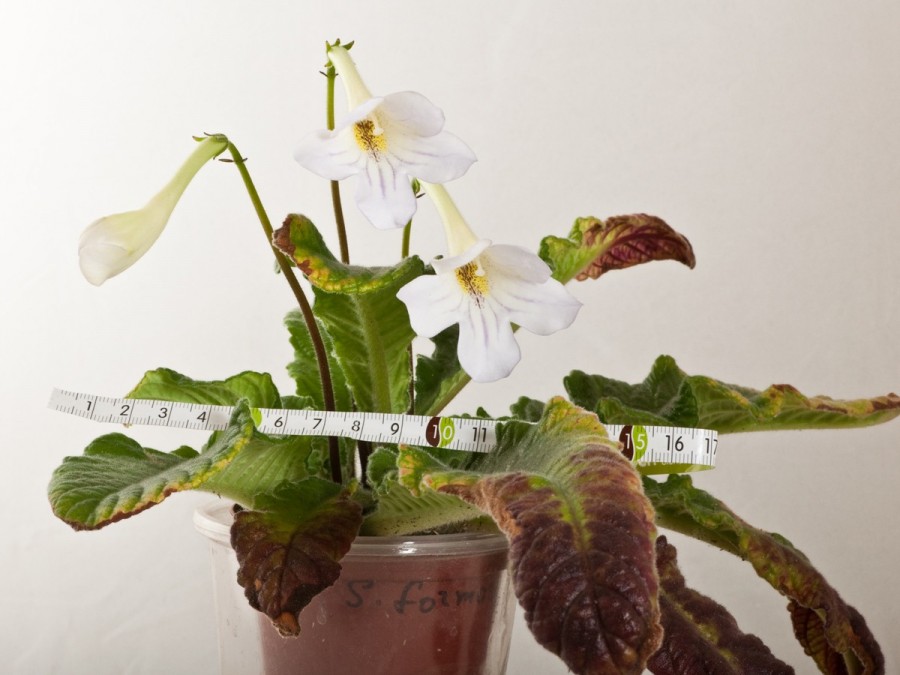 streptocarpus-formosus.jpg