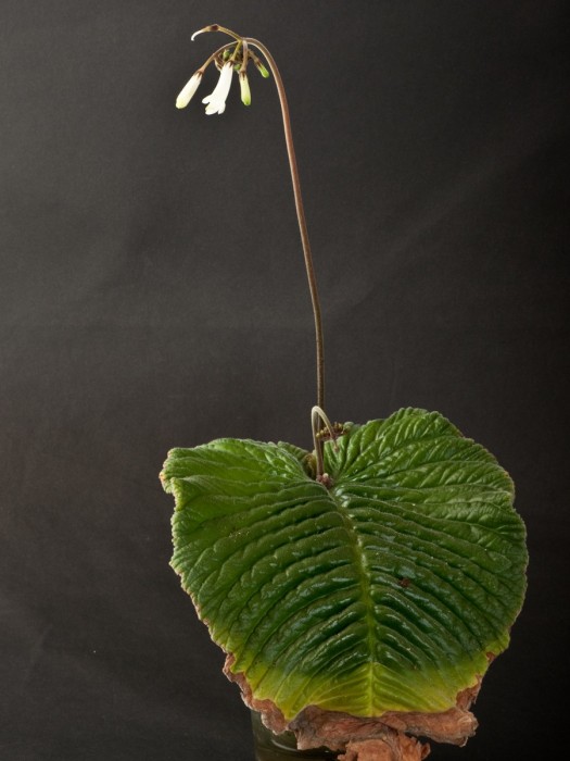 streptocarpus-wilmsii-engler.jpg