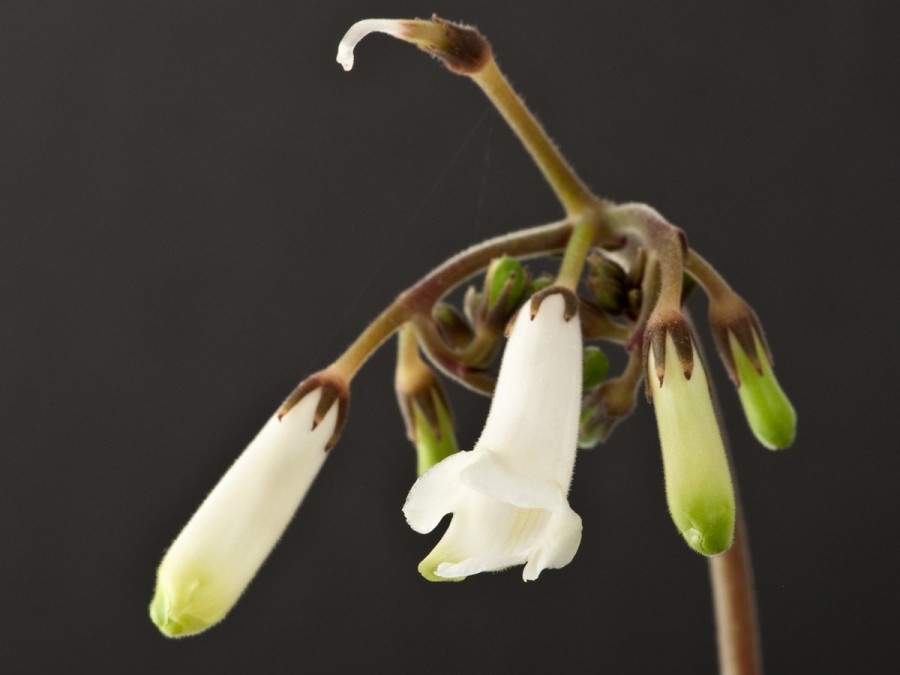 Streptocarpus wilmsii Engler