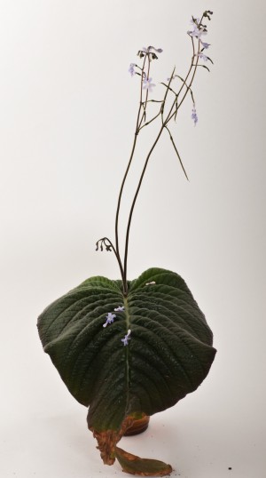 Streptocarpus wilmsii Engler (alba form)