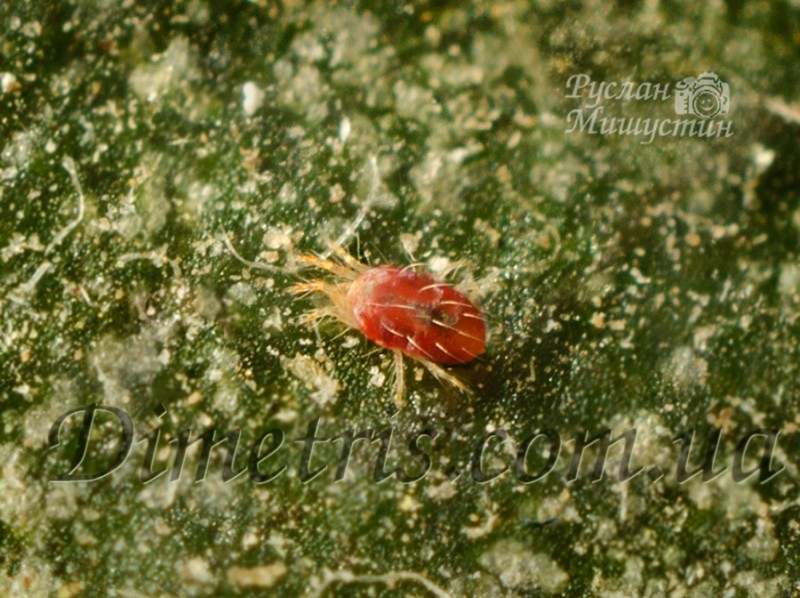 tetranichus_cinnabarinus_4