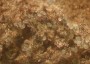 vrediteli:9_tyrophagus_putrescentiae_107_1_.jpg