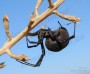 vrediteli:latrodectus_tredecimguttatus_1-1.jpg